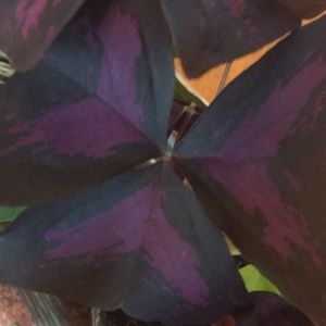 Meet your Posher, Terri